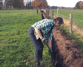 Pflanzen von Hecken an Weideflächen