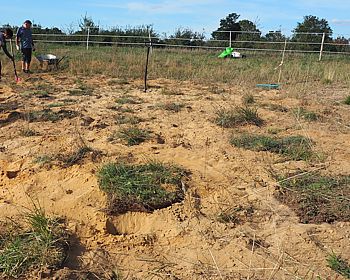 Schaffung von künstlichen Nistmöglichkeiten