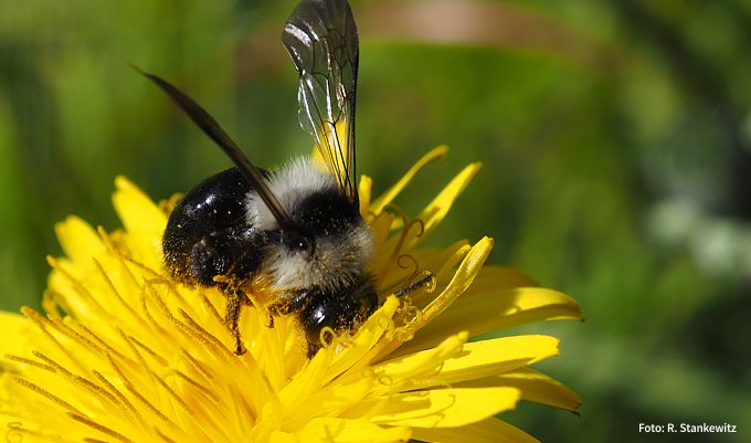 Biodiversitätsoffensive Langenhagen