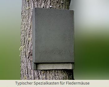 Fledermauskasten
