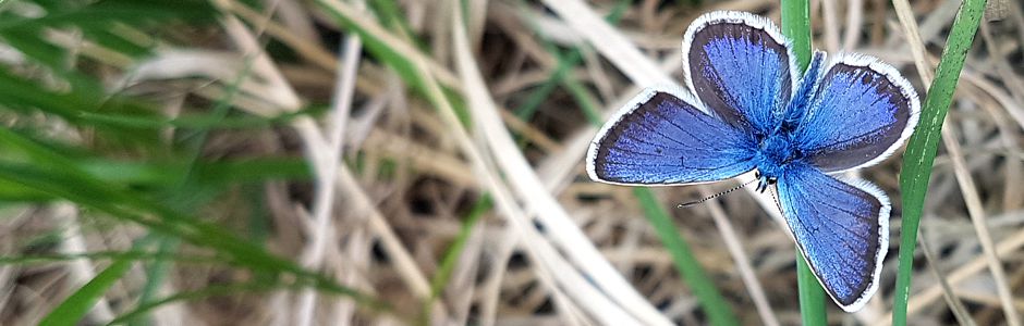 Biodiversitätsoffensive Langenhagen