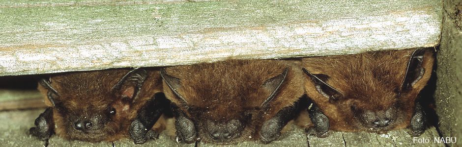 Zwergfledermäuse im Spaltenquartier