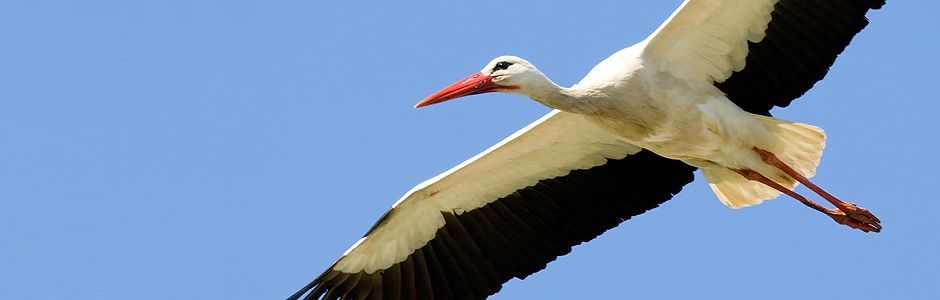 NABU Weissstorch-Frank-Derer