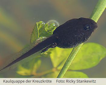 Kaulquappe der Kreuzkröte
