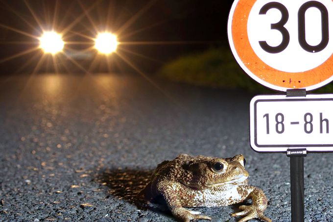 Kröte vor Auto