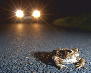 Kröte vor Auto