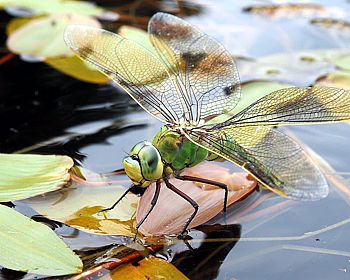 Große Königslibelle (Anax imperator)