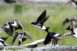 Mehlschwalben Foto: Bernd Goebel